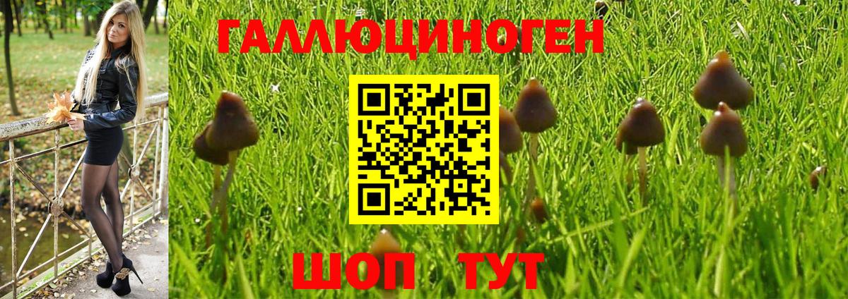 где продают   Галлюциногенные грибы Psilocybe  Вход с VPN  Ипатово 